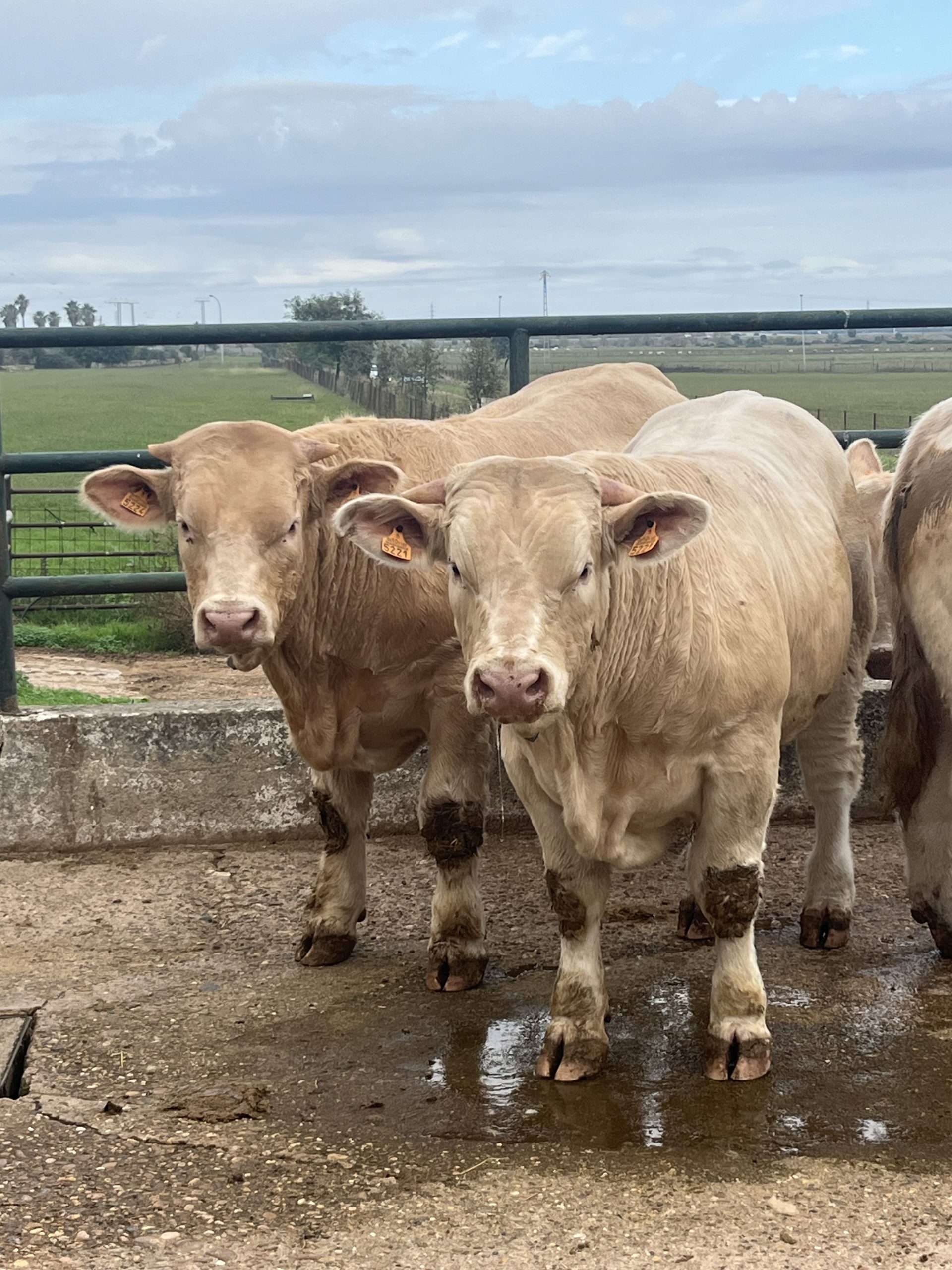 Vacas charolesas pastando en dehesa extremeña bajo sistema PAC de pastoreo extensivo