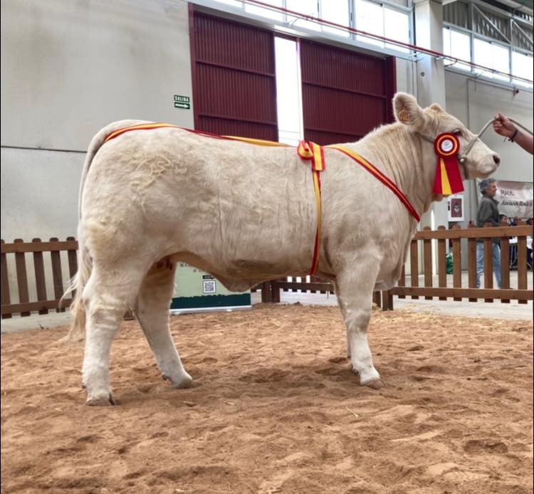 Feria de Becerros 2022 — toros charoleses