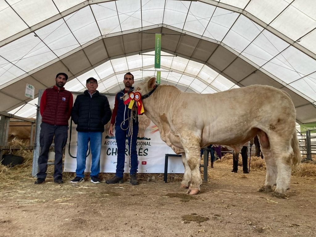 Feria de Pozoblanco 2022 — toros charoleses