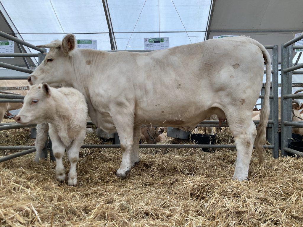 Feria de Pozoblanco 2022 — animales expuestos
