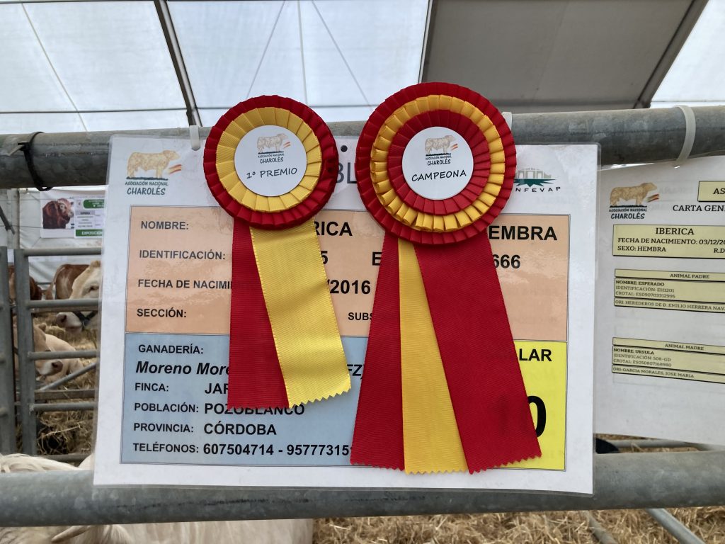 Feria de Pozoblanco 2022 — concurso morfológico