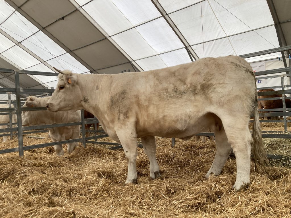 Feria de Pozoblanco 2022 — animal premiado