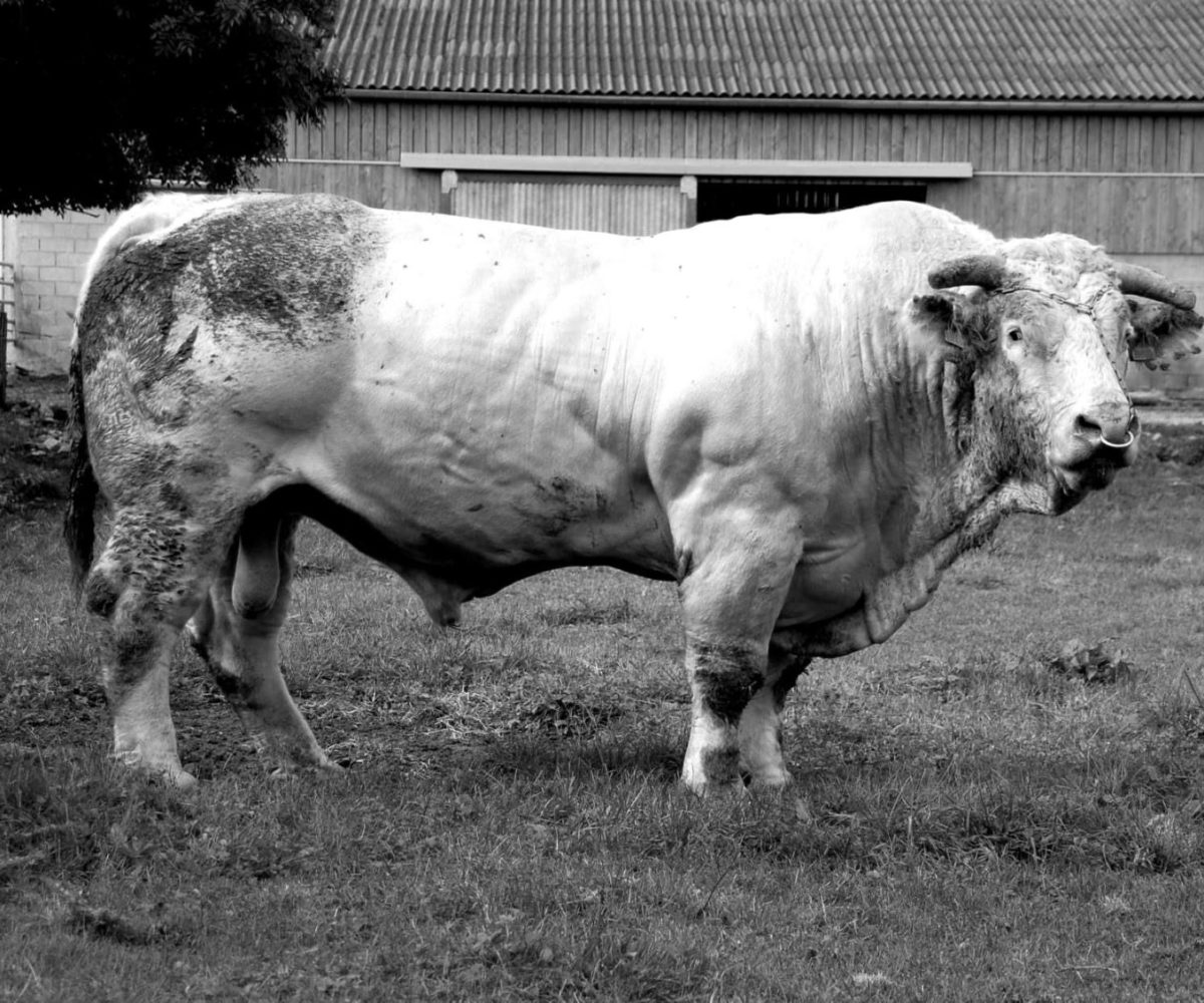 Toro charolés en blanco y negro — programa de mejora genética