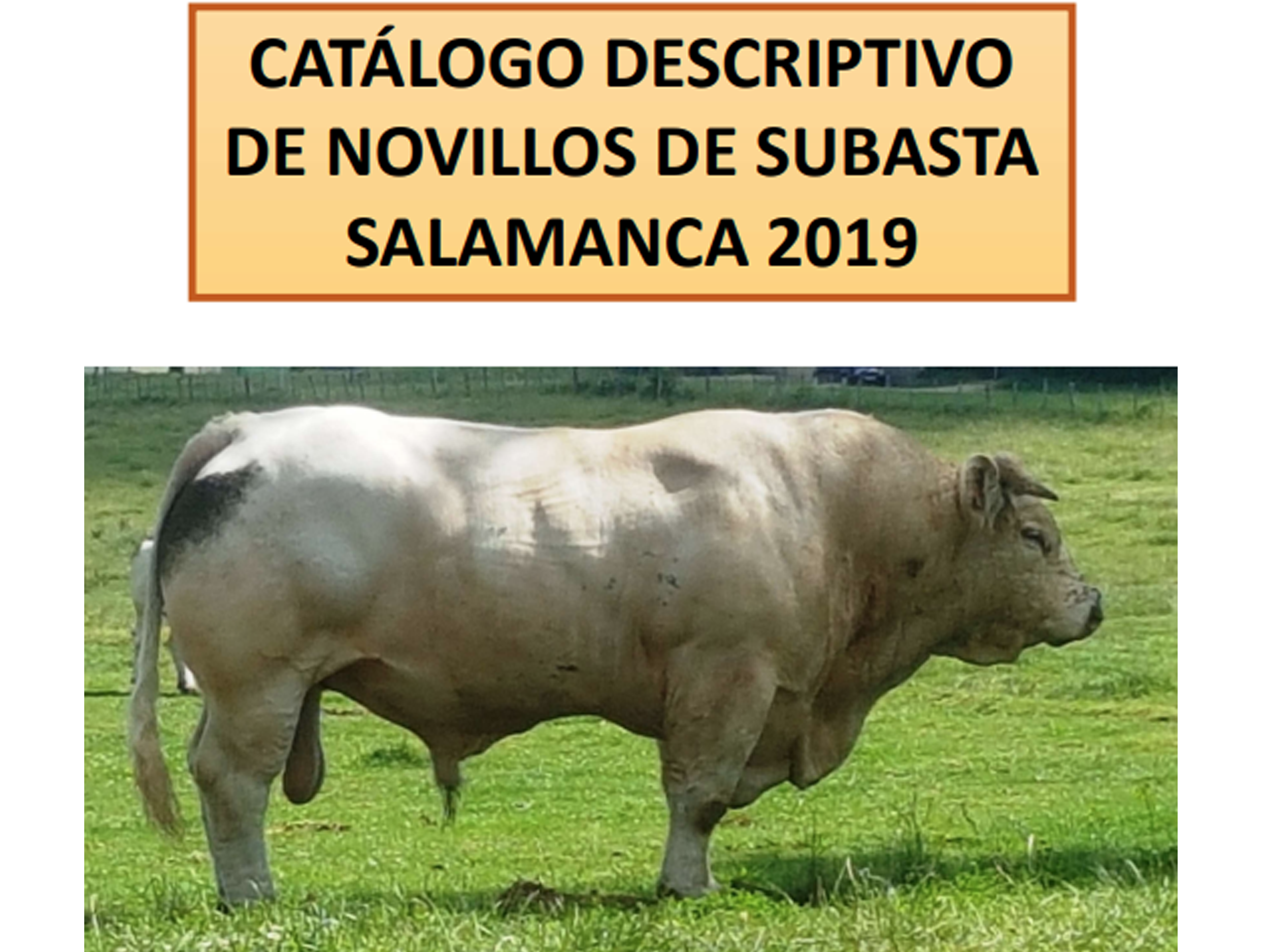 Subasta Salamanca 2019
